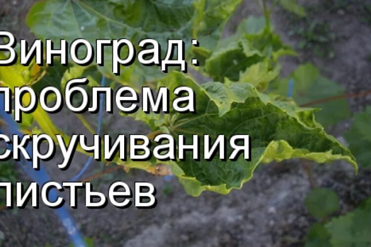 Скручиваются листья у винограда. Молодые листья винограда скручиваются. Болезни винограда скручиваются листья. Скручивание листьев у винограда. Виноград лист скручивается