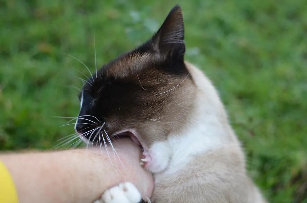 Кошка кусается причины. Кусачая кошка. Котики кусаются. Кошка вцепилась.