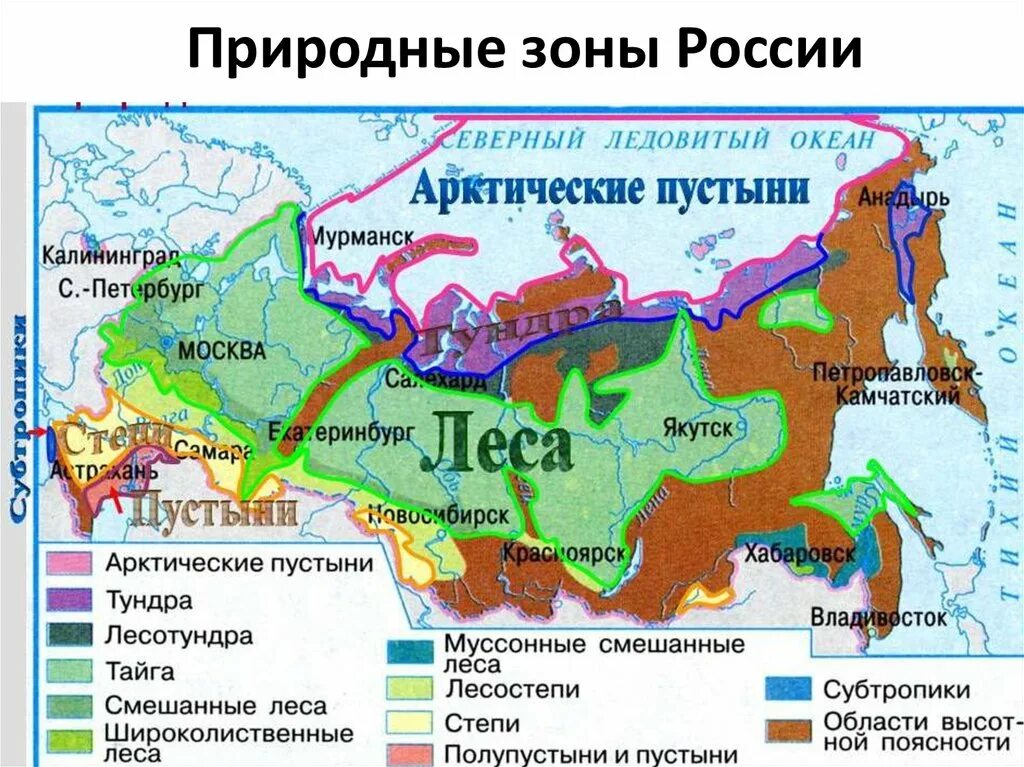 Тундра и тайга богаты папоротникообразными