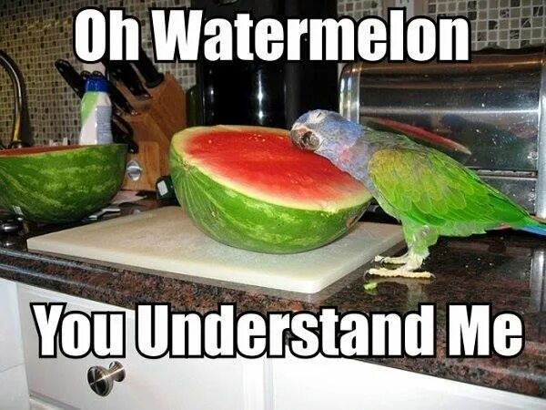 Can you understand me