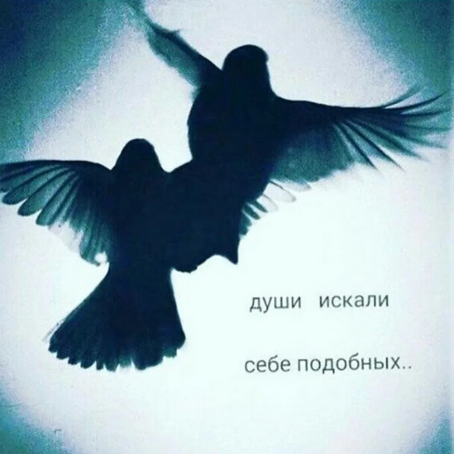 Душа ищет. Души ищут себе подобных. души подобны воинам ищут себе. каждая душа ищет себе подобную. души находят себе подобных.