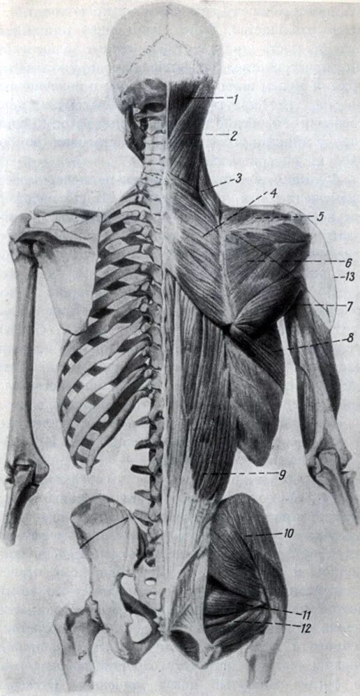Мышцы спины Баммес. Анатомия Баммес позвоночник. Пластическая анатомия кости плечевого пояса. Баммес плечевой пояс. Скелет человека спина