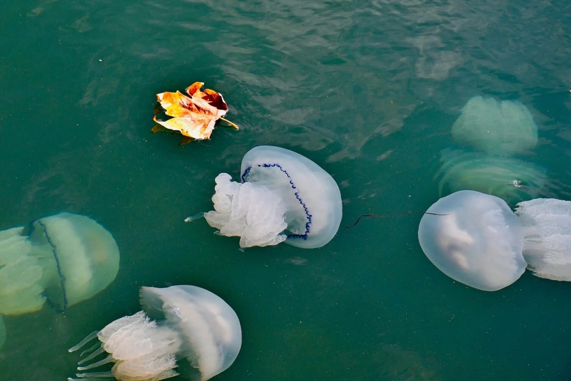Почему много медуз. Медуза корнерот в черном море. Медуза корнерот большая. Медуза корнерот фото. Медуза корнерот царство.