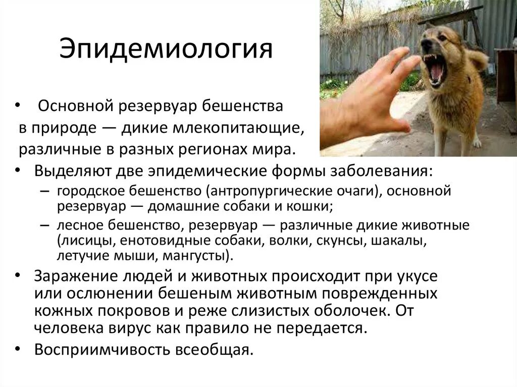 Что значит бешенство. Бешенство эпидемиология. вирус бешенства эпидемиология. бешенство эпидемиология презентация. бешенство источник инфекции.