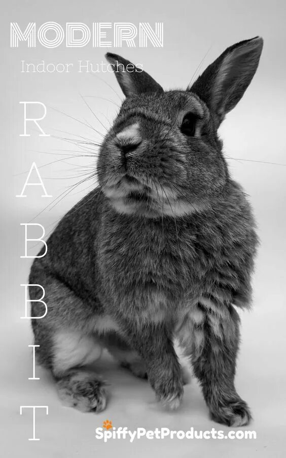 Песец фото. Серо белые животные. Волк серый. Серо белые животные. Серая белая кошка.