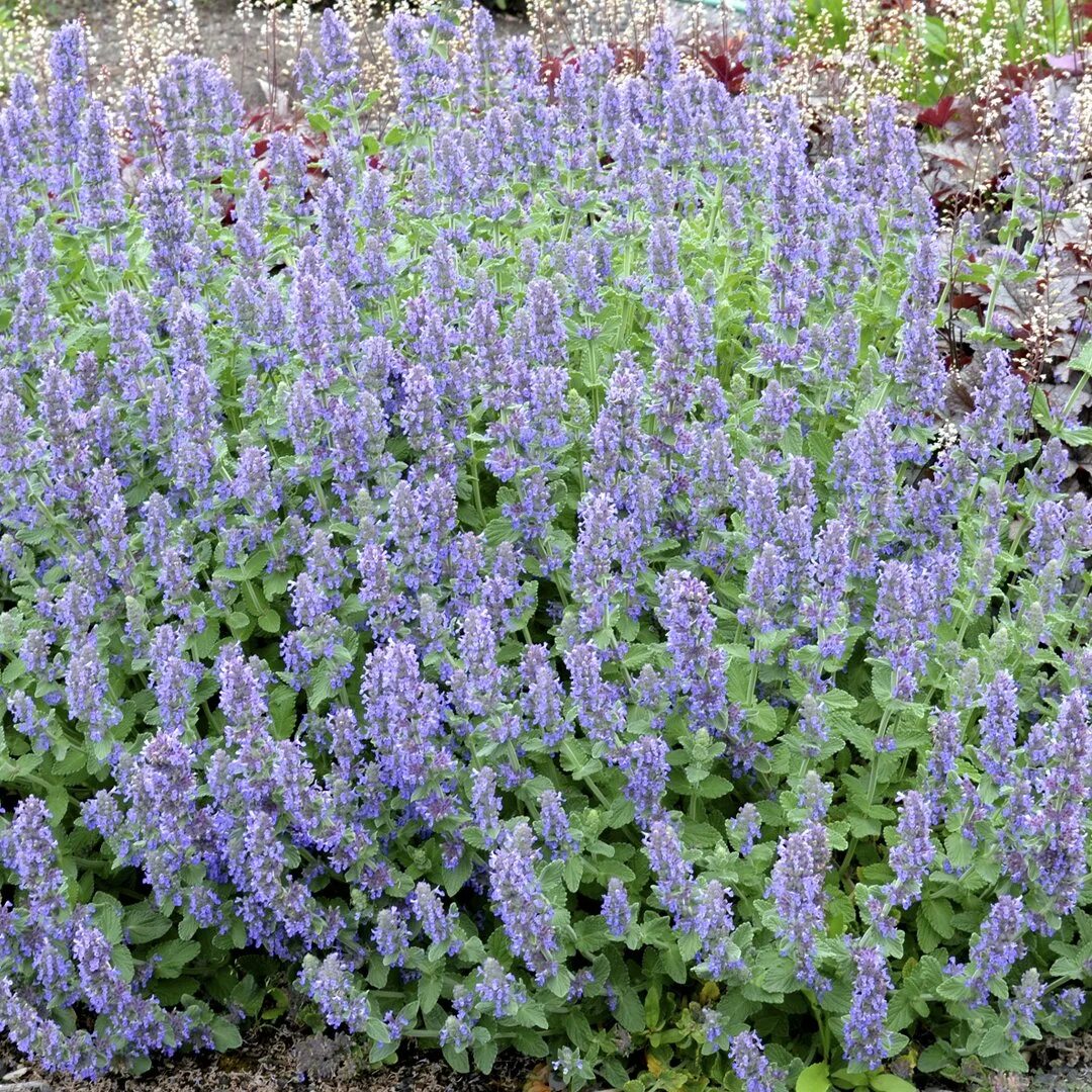 Котовник сорта и виды. Котовник фассена (nepeta. котовник фассена (nepeta faassenii `kit cat`). котовник фассена purrsian blue. котовник фассена (nepeta faassenii `six hills giant`).