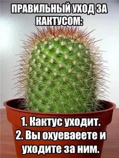 Любимый кактус