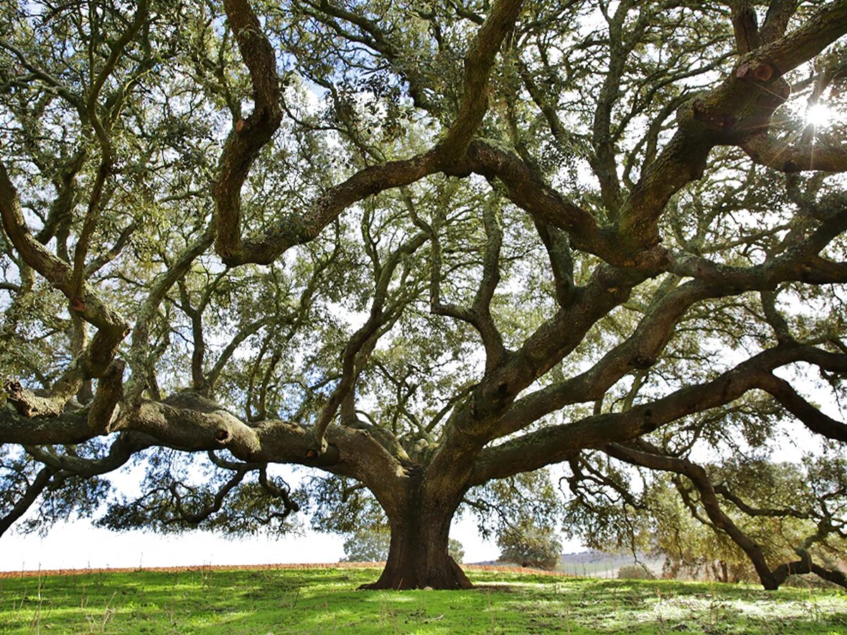 европейское дерево года. дерево жизни в искусстве. бог род дерево. 4сезона дерево триптих. дерево клён с красными листьями.