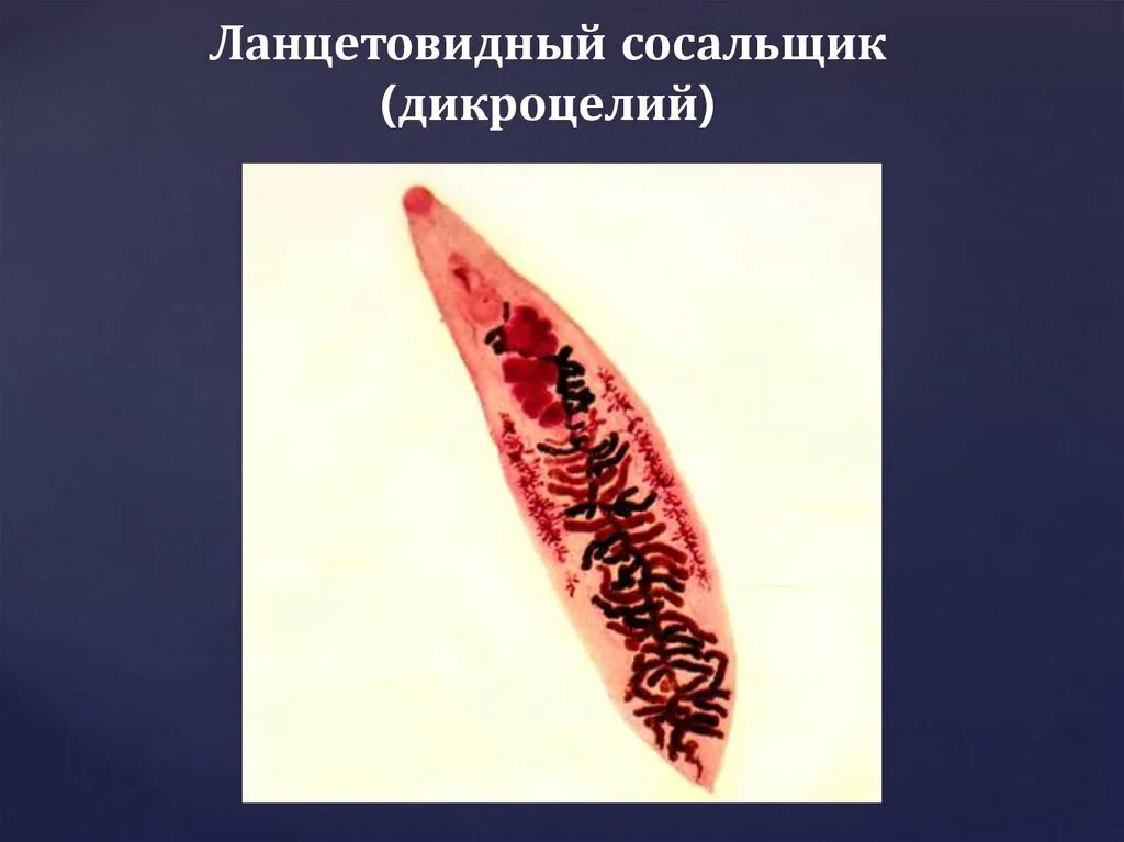 Ланцетовидный сосальщик. Ланцетовидная двуустка препарат. Dicrocoelium lanceatum строение. Марита ланцетовидного сосальщика.