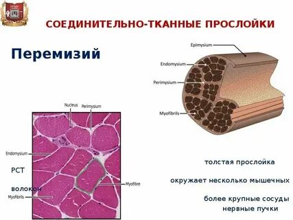 Соединительная прослойка