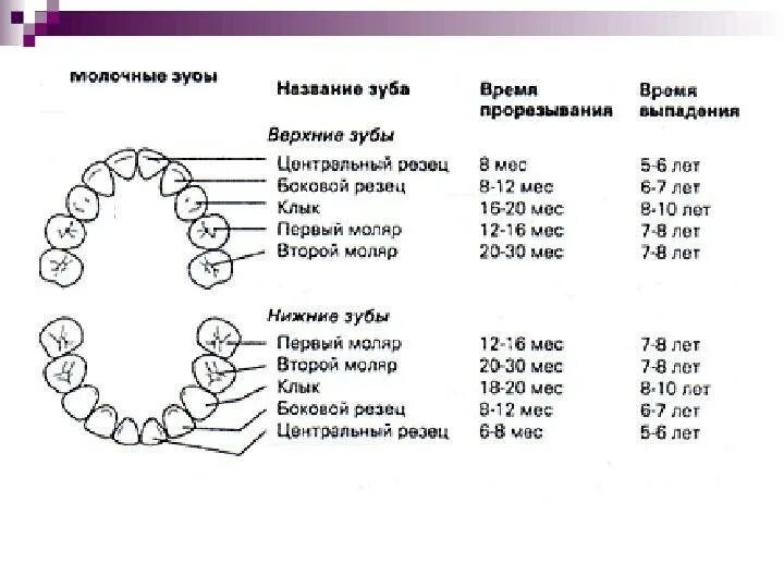 Когда выпадут верхние молочные зубы