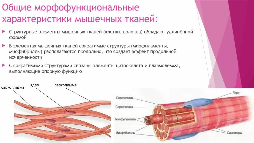 Миофиламент мышечного волокна. Строение мышечной клетки. Микроскопическое строение мышц. Общая характеристика мышечной ткани.