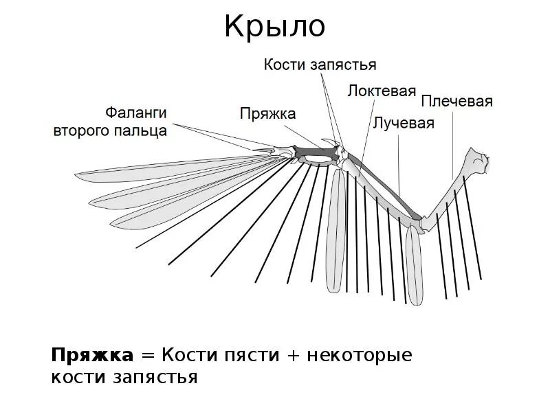 Кости пальцы птицы. Скелет крыла птицы с поясом передних конечностей. Строение крыла птицы. Крыло птицы кости. Строение костей крыла.