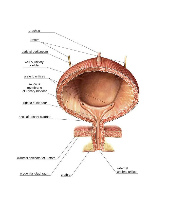 Мочевой пузырь атлас. Мочевой пузырь овальной формы. Мочевой пузырь у женщин расположение. Можно греть мочевой пузырь