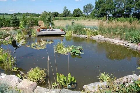 Plant Species, Water Plants, Water Garden, Garden Pond Design, Building A P...