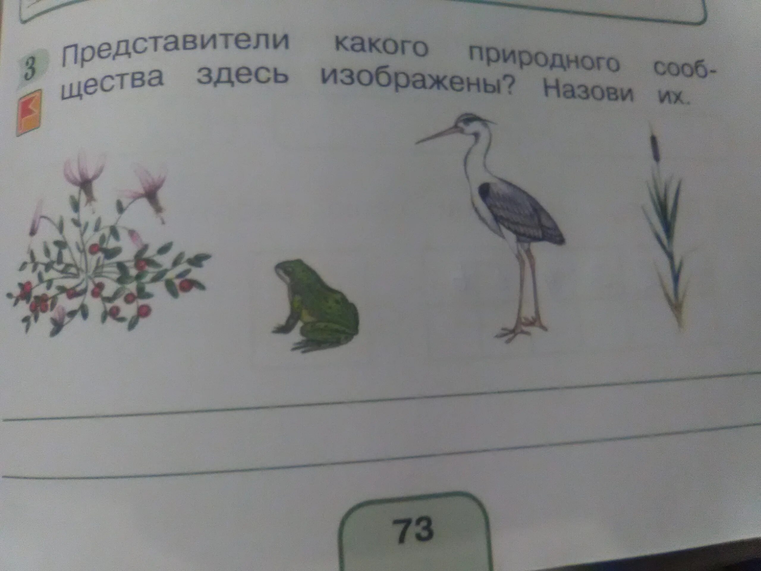 Отметьте природное сообщество представители которого здесь изображены. Природные сообщества 3 класс. какое природное сообщество изображено на рисунке. природное сообщество водоем 3 класс. как пишется изображены или изображенны.