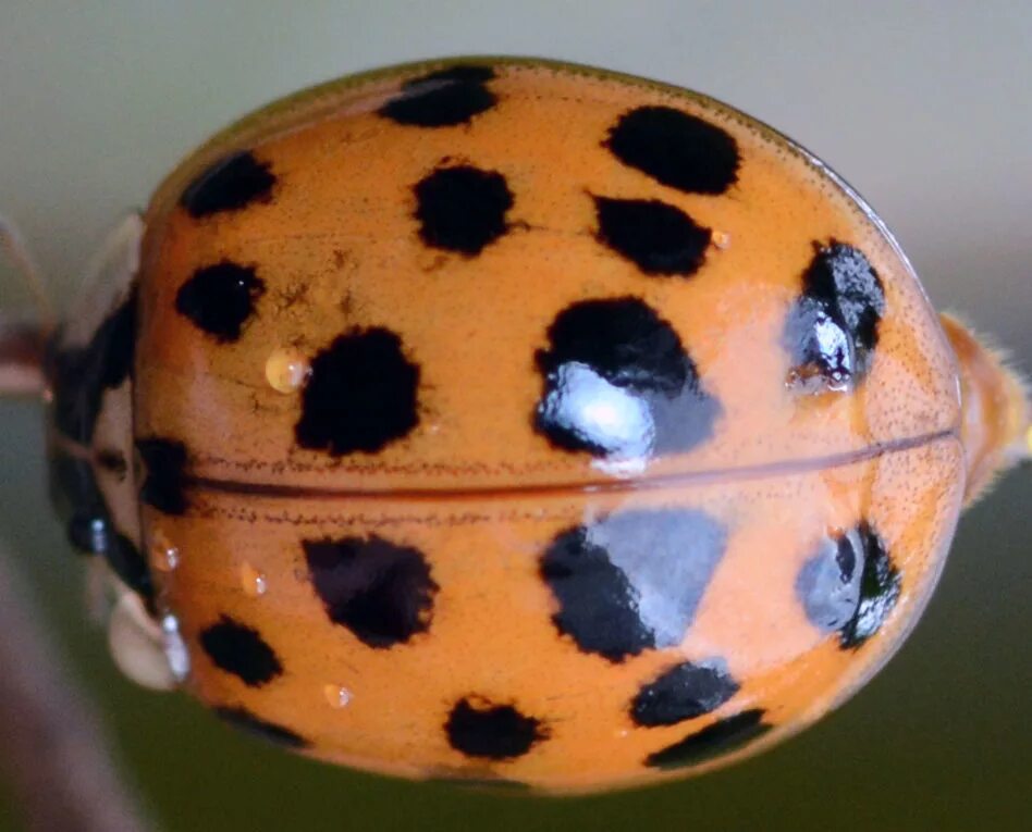 Кусается коровка. Азиатская Божья коровка (Harmonia axyridis). Коровка Арлекин. Божья коровка Арлекин укусы. Божьи коровки кусаются.