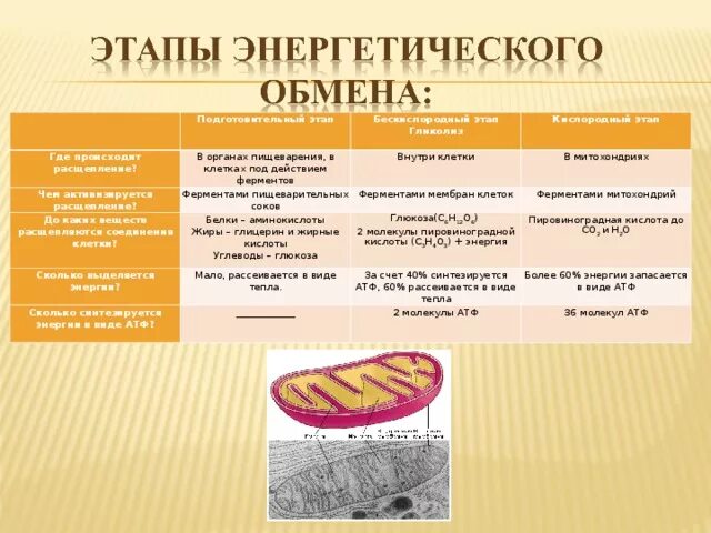 Где происходит расщепление. Подготовительный этап белки