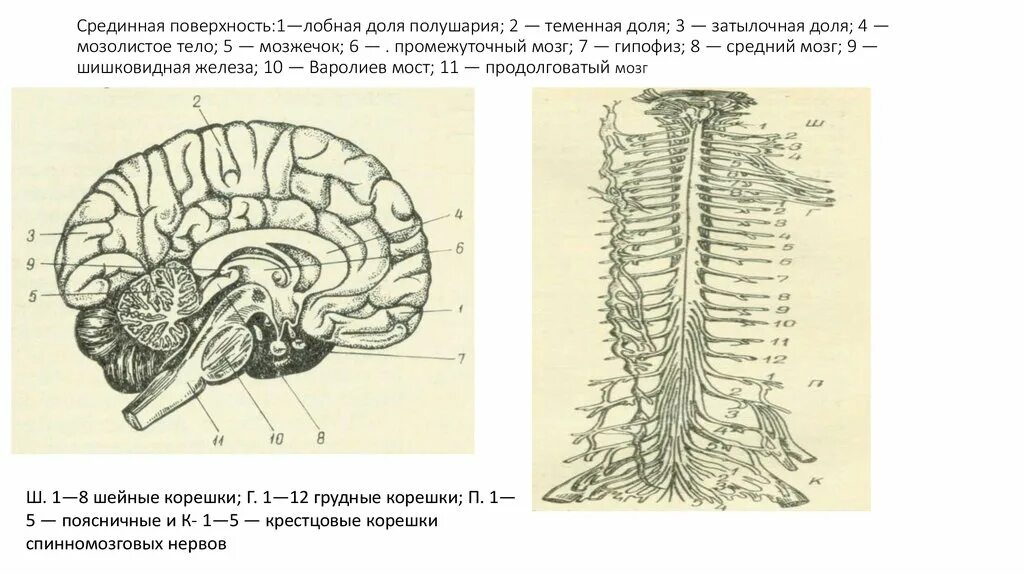 Под цифрой 2 на рисунке обозначен. Мозолистое тело мозжечок. Срединный мозг. Срединная пластинка. Срединная поверхность.