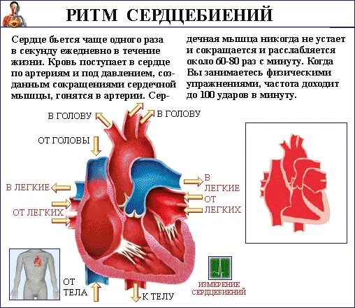 Сильно стучит сердце что делать. Почему сердце бьётся. Почему часто бьется сердце. Почему сердце бьётся быстро. Сердце бьется чаще.