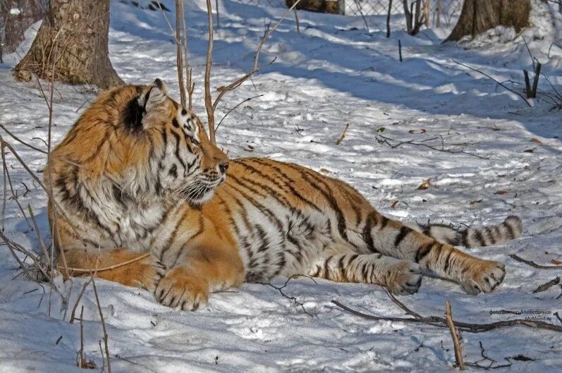 Белый тигр барнаульский зоопарк. Тигр 4k. Тигр другой. Белый тигр барнаульский зоопарк. Тигр на границе.