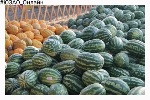 Дыни краснодаре