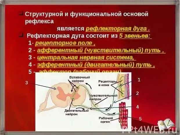 Структурная основа рефлекса. Механизм формирования рефлексов. Рефлекторная дуга условного рефлекса. Структурно-функциональная основа условного рефлекса.