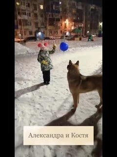 Собака костя