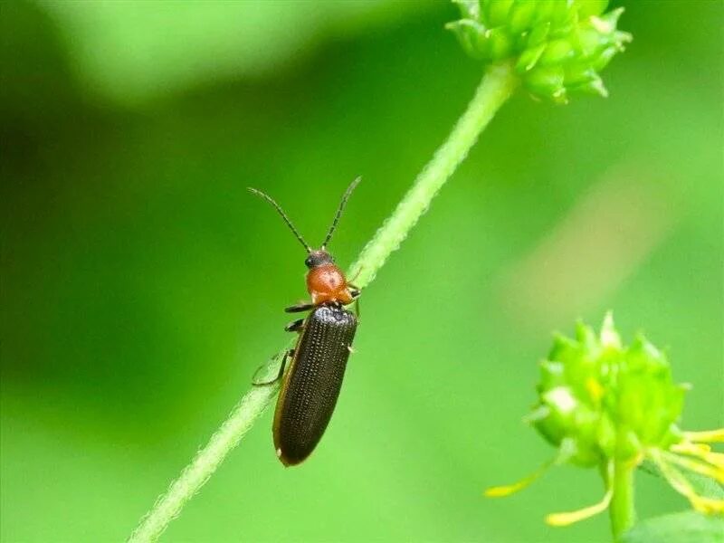 Pyrrhocoris apterus (with detailed photographs) แ ม ล ง