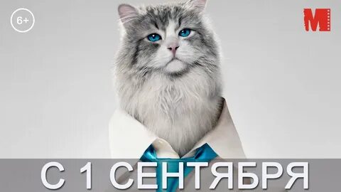 9 жизней картинки
