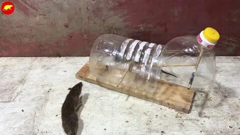 Простая мышеловка своими руками