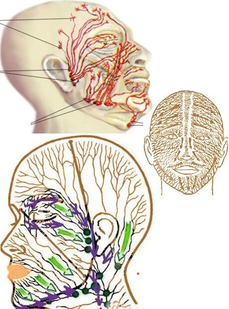 Схема лимфоузлов головы. Лимфатическая система на затылке. Лимфатическая система лица анатомия. Лимфатическая система лица схема. Лимфатическая система головы.