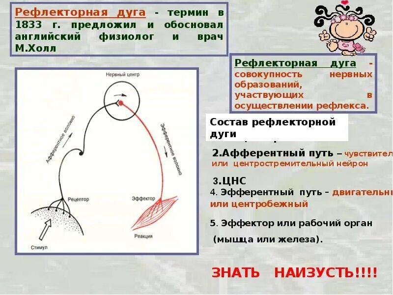 Дайте определение понятий рефлекс и рефлекторная дуга. Дайте определение понятий рефлекс и рефлекторная дуга
