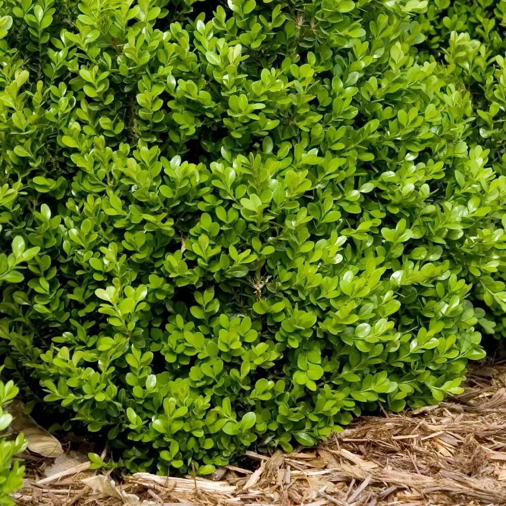 Вечнозеленые декоративные. Самшит Buxus. Вечнозеленый кустарник самшит. Buxus sempervirens самшит. Самшит Буксус вечнозеленый.