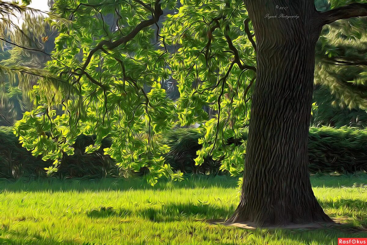 темно зеленые дубы. беневентский дуб. дуб юстус. вечнозеленый дуб в японии. темно зеленые дубы.