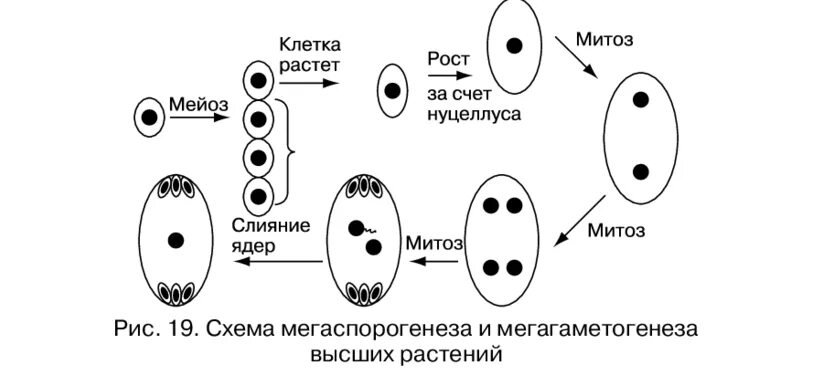 Этапы формирования зародышевого мешка. Схема образования и развития зародышевого мешка. Гаметогенез у покрытосеменных растений. Образование микроспоры у цветковых растений.