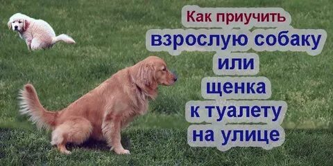 Сколько собака может не писать