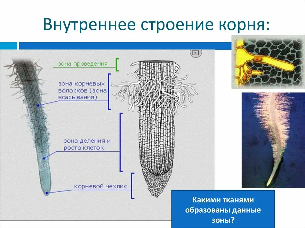 Каково строение корня. Внутреннее строение корня зоны корня. Внутреннее строение корня 6. Наружное строение корня. Внутреннее строение корня корневой чехлик.