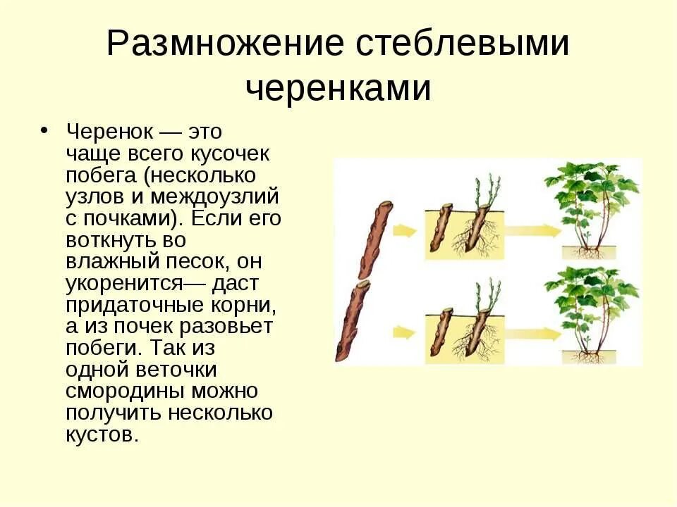 Семенной способ размножения. Вегетативное размножение стеблевыми черенками. Размножение растений стеблевыми черенками. Метод размножения черенкование. Характеристика размножения стеблевыми черенками.