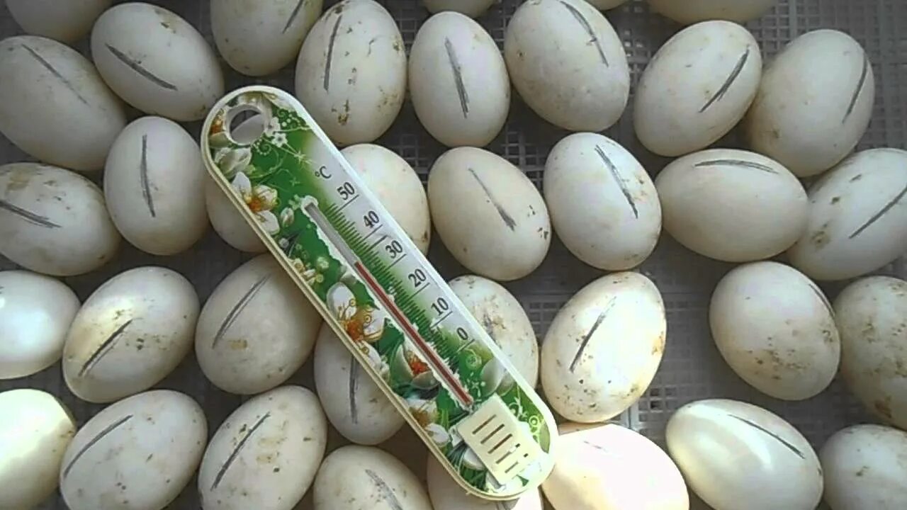Индюшиные яйца. Утиные яйца. Утиные яйца в инкубаторе. Инкубация гусиных яиц. Условия инкубации утиных яиц