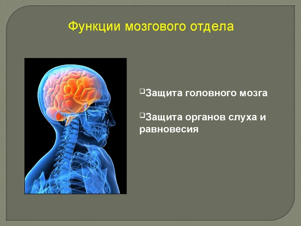 Функции черепа. Функции мозгового отдела. функции мозга. функции мозгового отдела черепа человека.