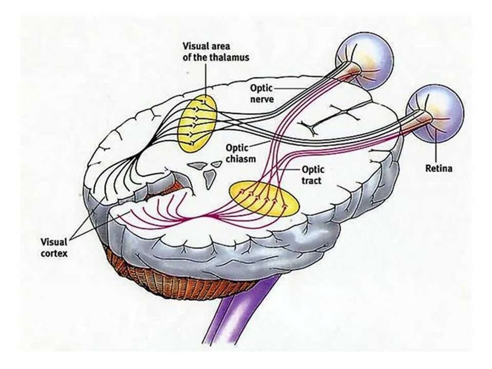 Brain eyes. Зрительный нерв анатомия иннервация. Строение зрительного нерва глаза. Зрительная сенсорная система зрительный нерв. Иннервация зрительного нерва.