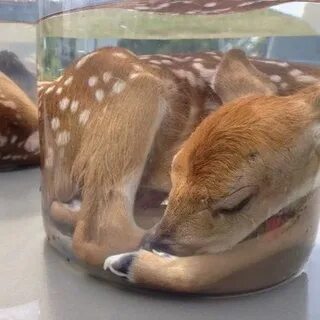 Тг канал животные