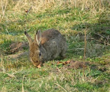Lapin de garenne 