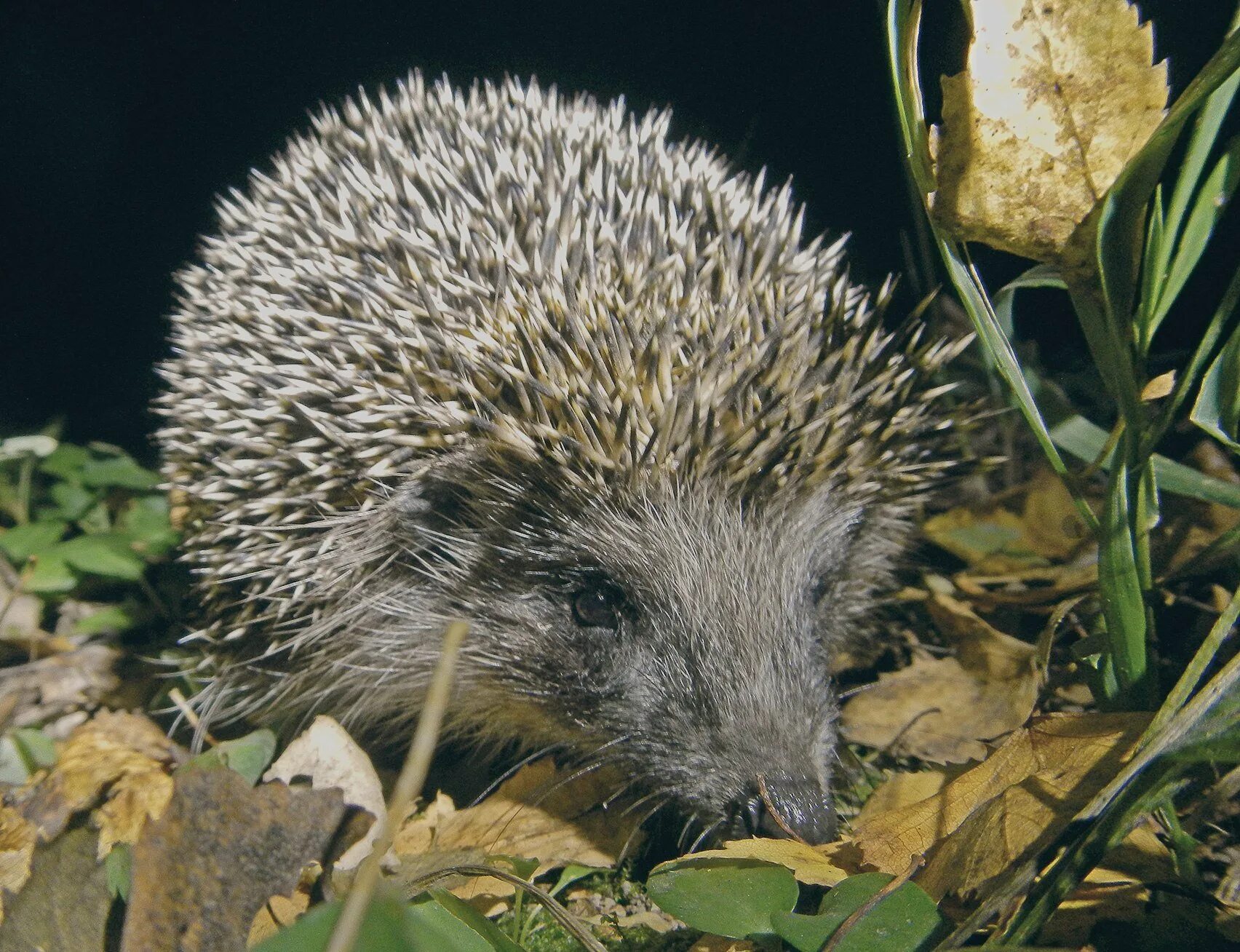 Ушастый ёж. Красивый ежик. Обыкновенный ёж erinaceus europaeus. Хренобус ёж. Ежик описание.