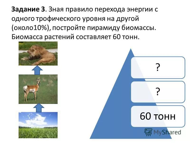 Пирамида биомассы. Постройте пирамиды биомассы озера в зимний и весенний период. Постройте пирамиду биомассы. Пример пирамиды боимас. Пирамиды биомассы озера в зимний и весенний период по следующим.