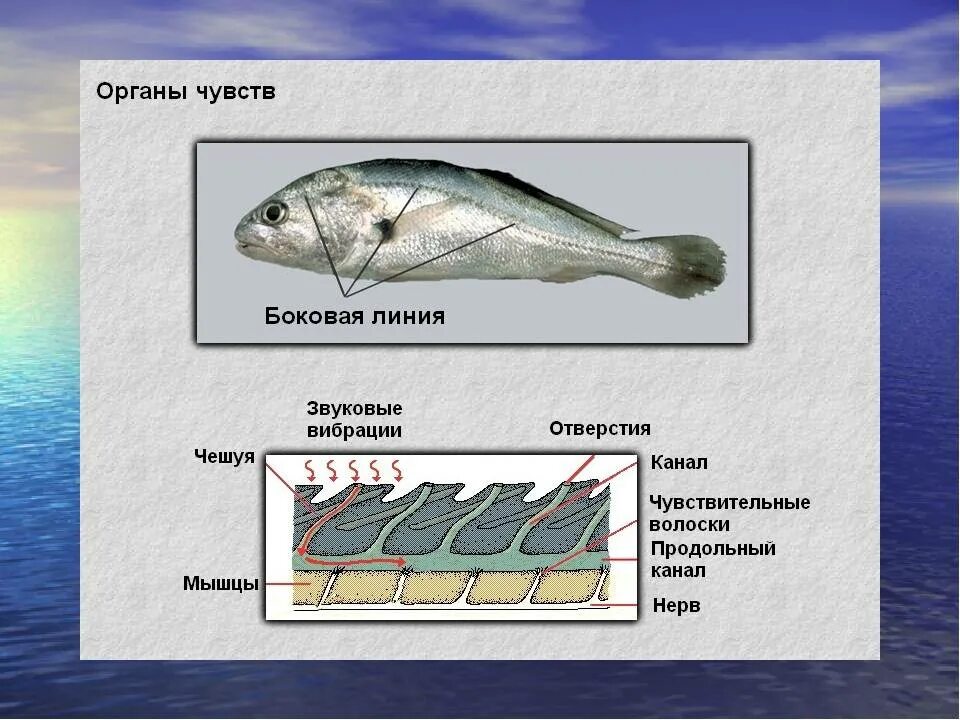 Органы чувств рыб по биологии 7 класс. Органы чувств костистых рыб. Органы боковой линии у рыб. Анализаторы рыбы. Органы слуха у рыб находятся