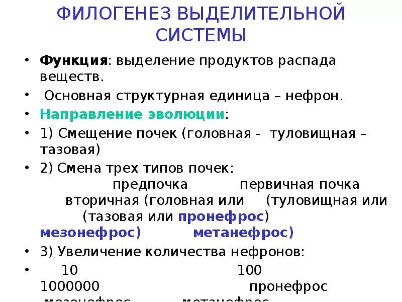 Филогенез. Понятие филогенез. Филогенез это в биологии. Филогенез презентация.