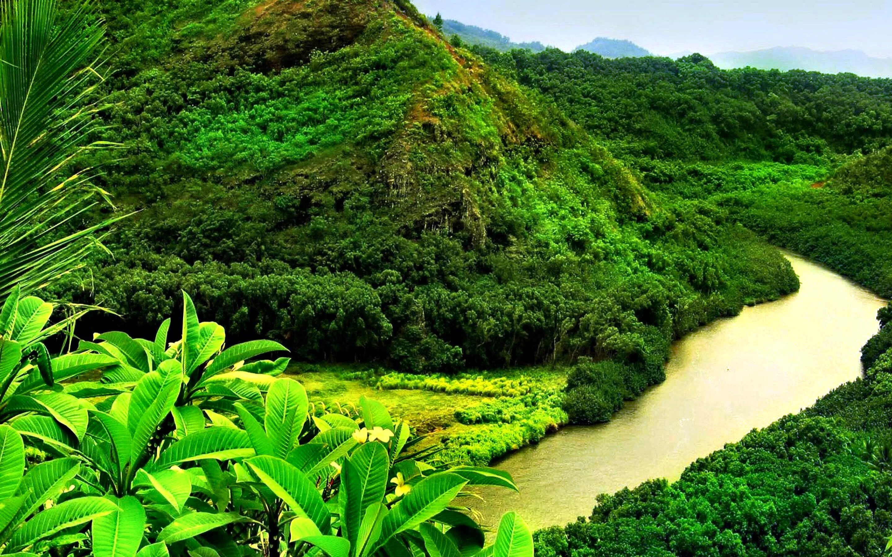 Jungle river