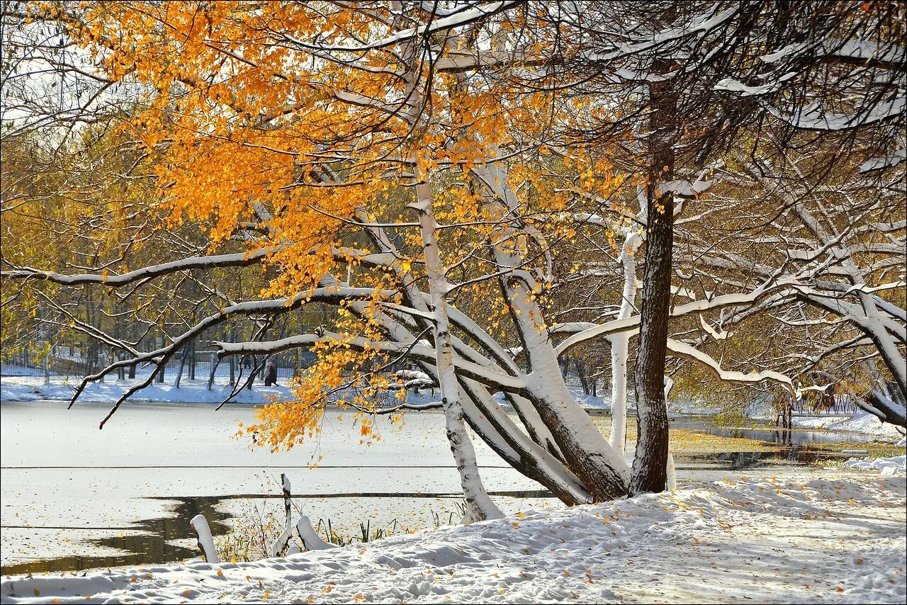Первый снег картинки. Дудергофский парк поздняя осень. Ноябрь природа. Осень ноябрь. Осенний снег.